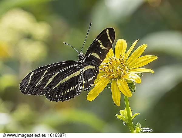 Nahaufnahme von Heliconius charithonia  dem Zebra-Langflügel oder Zebra-Helikonenfalter auf einer gelben Blüte.