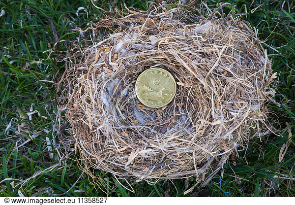 Nahaufnahme von Housefinch - Hämorphes mexikanisches Vogelnest mit kanadischer Ein-Dollar-Münze auf grünem Gras  Kanada