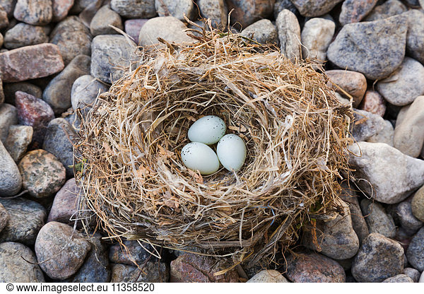 Nahaufnahme von Housefinch - Hämorrhoiden-Mexikanus-Vogelnest mit drei Eiern auf Flusssteinen  Quebec  Kanada