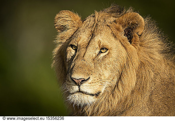 Nahaufnahme von Kopf und Schultern eines männlichen Löwen (Panthera leo)  Serengeti; Tansania