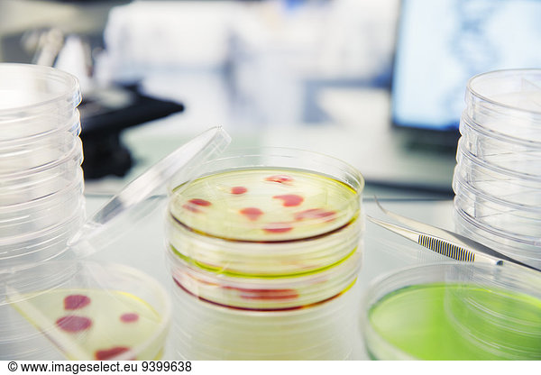 Nahaufnahme von Kulturen in Petrischalen auf der Theke im Labor