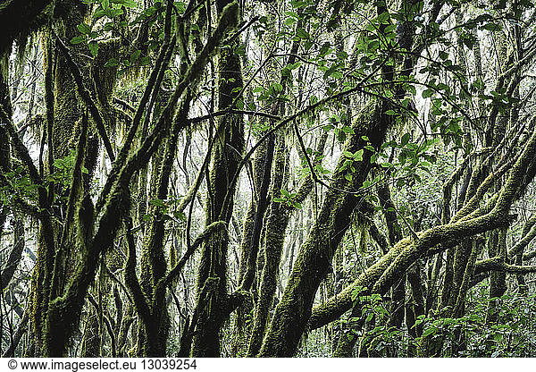 Nahaufnahme von moosbewachsenen Zweigen im Wald im Garajonay-Nationalpark