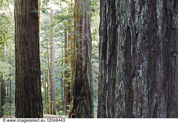 Nahaufnahme von Redwood-Baumstämmen in einem Wald in Nordkalifornien  USA