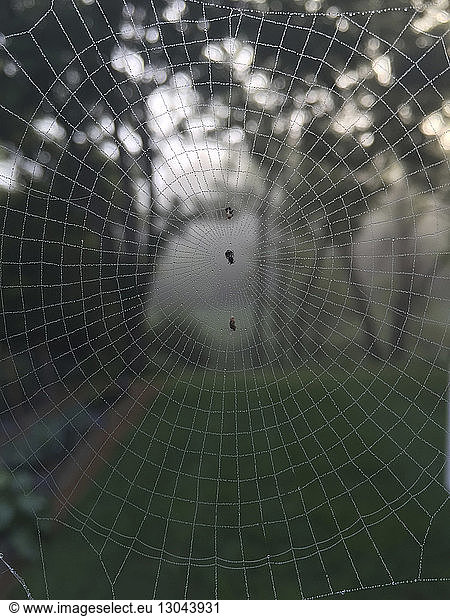 Nahaufnahme von Spinne und Eiern auf nassem Netz