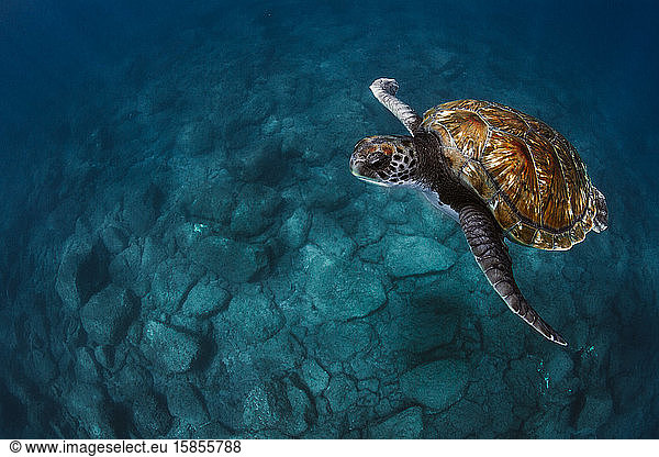 Nahaufnahme von unter Wasser schwimmenden Meeresschildkröten