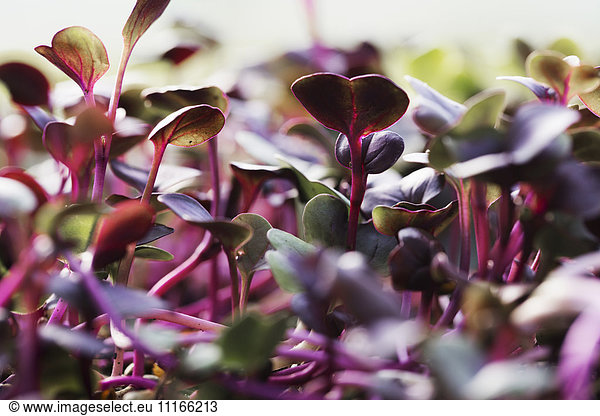 Nahaufnahme von wachsenden roten Salatblättern und Mikroblättern.