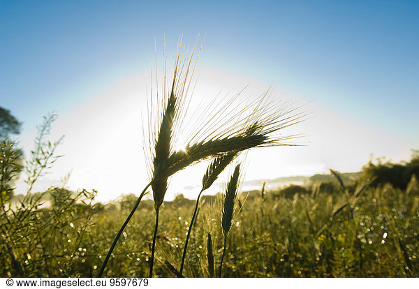 Nahaufnahme von Weizenähren im Feld