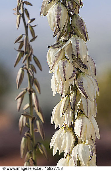 Nahaufnahme von Yucca-Blütenstengeln im Colorado National Monument