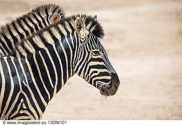 Nahaufnahme von Zebras im Nationalpark
