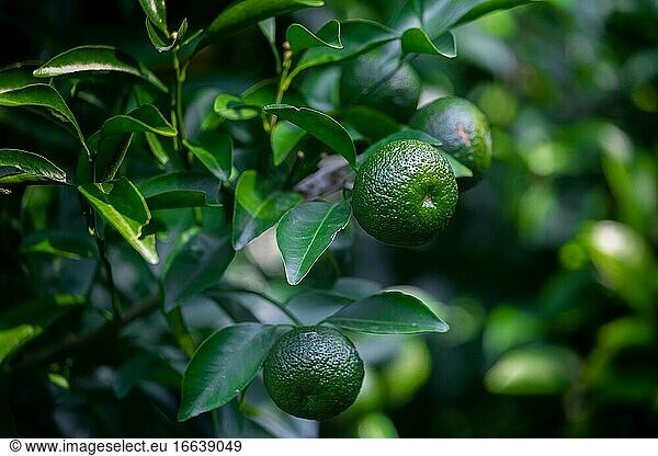 Nahaufnahmen von unreifen Citrus japonica (Kumquat) Früchten auf grünem Hintergrund.