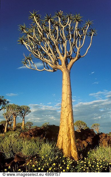 nahe , gebraucht , Aloe, Aloe Vera , Blume , Baum , gelb , Wald , Regen , Ast , Namibia , Keetmanshoop , Jahreszeit