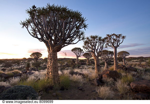 nahe , Köcherbaum,  Aloe Dichotoma , Bauernhof,  Hof,  Höfe , Wald , Namibia , Afrika