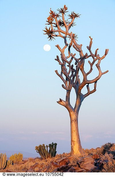 nahe Aloe Aloe Vera Fisch Pisces Baum Fluss Lodge Landhaus Namibia Geographie Mondschein Afrika Schlucht