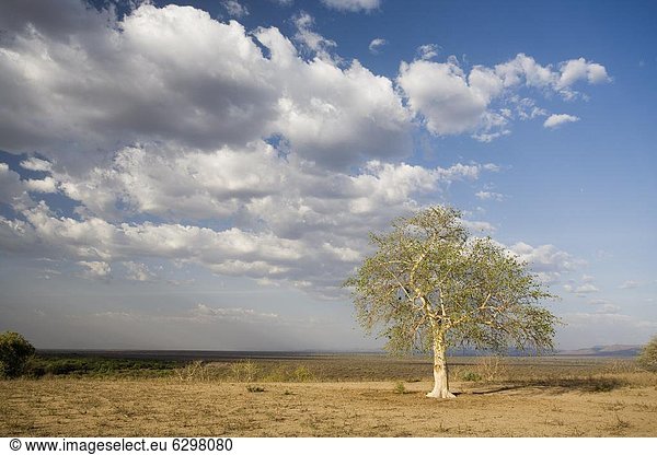 nahe  Baum  Landschaft  Fluss  Einsamkeit  Afrika