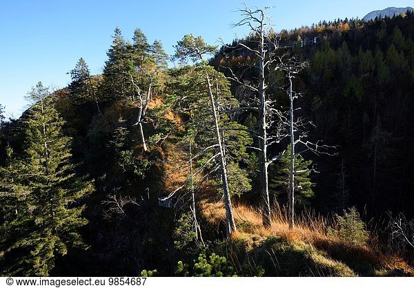 nahe Berg Baum Landschaft Wachstum See Herbst Kiefer Pinus sylvestris Kiefern Föhren Pinie Österreich