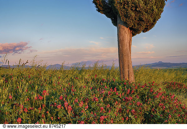 nahe  Blume  Sonnenuntergang  Baum  Italien  Pienza  Toskana