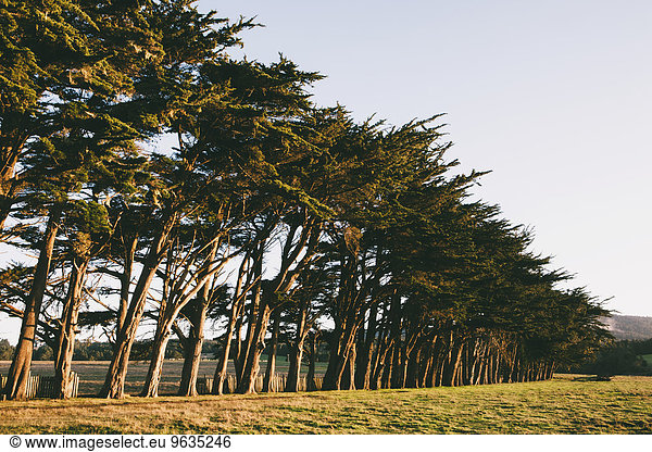 nahe Ecke Ecken Baum Feld zeigen Tier Ethnisches Erscheinungsbild Monterey Bay