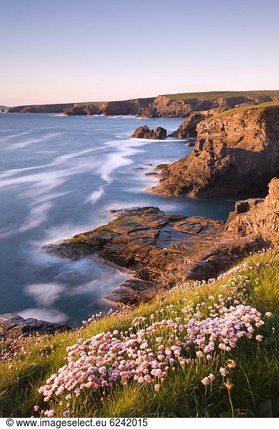 nahe  Europa  Blume  Großbritannien  Meer  Grasnelke  Cornwall  England