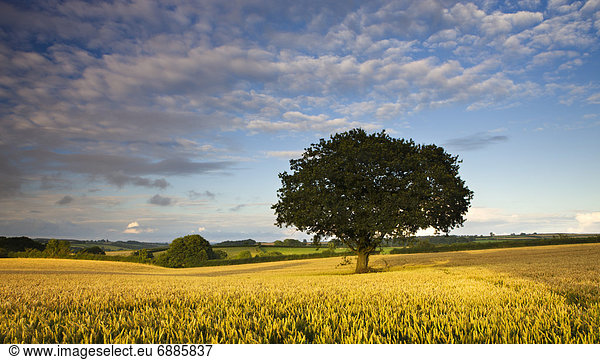 nahe Europa Sommer Großbritannien Mittelpunkt Devon England