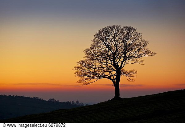 nahe Europa Winter Sonnenuntergang Baum Großbritannien Lauch Einsamkeit Staffordshire England