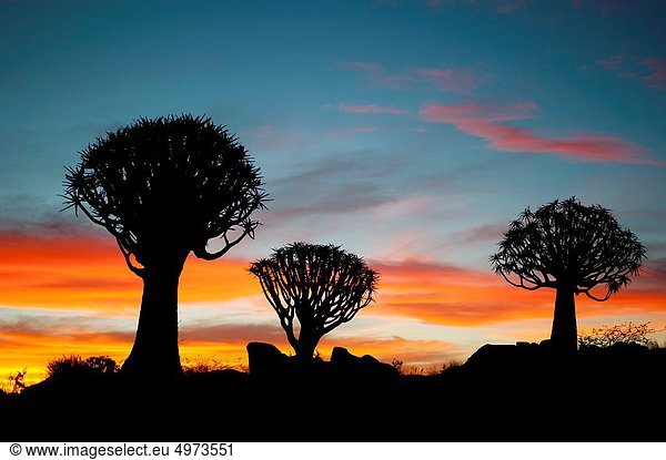 nahe  Farbaufnahme  Farbe  Aloe Aloe Vera  Sonnenuntergang  Baum  Namibia