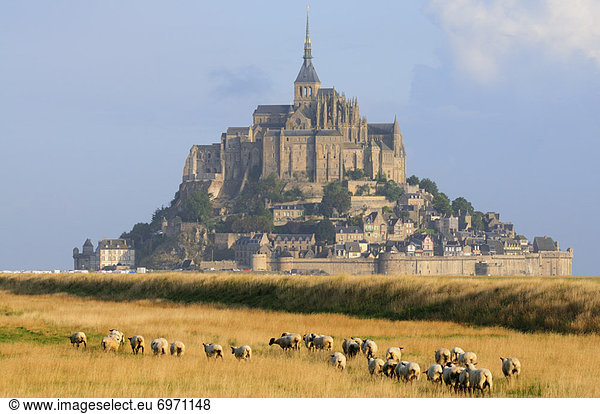 nahe  Frankreich  Schaf  Ovis aries  Feld  Heiligtum  Normandie