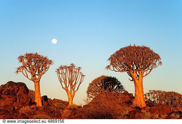 nahe  gebraucht  Aloe Aloe Vera  Abend  Baum  Wald  Ast  Mond  Namibia  voll  Keetmanshoop