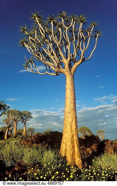 nahe  gebraucht  Aloe Aloe Vera  Blume  Baum  gelb  Wald  Regen  Ast  Namibia  Keetmanshoop  Jahreszeit