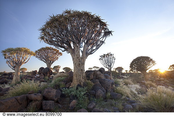 nahe Köcherbaum Aloe Dichotoma Bauernhof Hof Höfe Wald Namibia Afrika