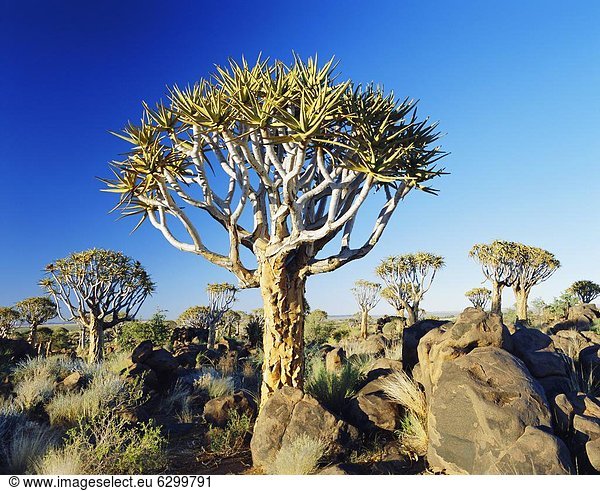 nahe  Köcherbaum  Aloe Dichotoma  Wald  Namibia  Keetmanshoop