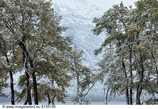 nahe  nass  See  Schneeflocke  früh  Espe  Populus tremula  Waterton Lakes Nationalpark  Alberta  Kanada