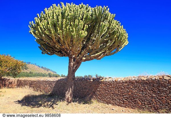 nahe Palast Schloß Schlösser Kaktus Äthiopien