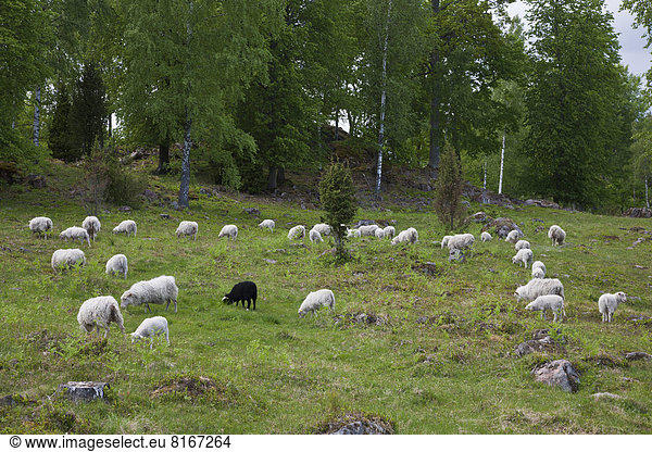 nahe  Schaf  Ovis aries  Wald  grasen