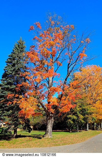 nahe Wasserrand Farbaufnahme Farbe Baum See Herbst Huronsee Lake Huron Lexington Ahorn Michigan