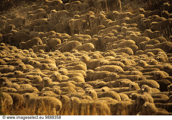 nahe Zusammenhalt Schaf Ovis aries trocken Wiese groß großes großer große großen Herde Herdentier Bündel Vogelschwarm Vogelschar vieh Neuseeland Wanaka