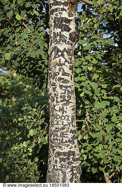 Names carved into bark of quaking aspen tree