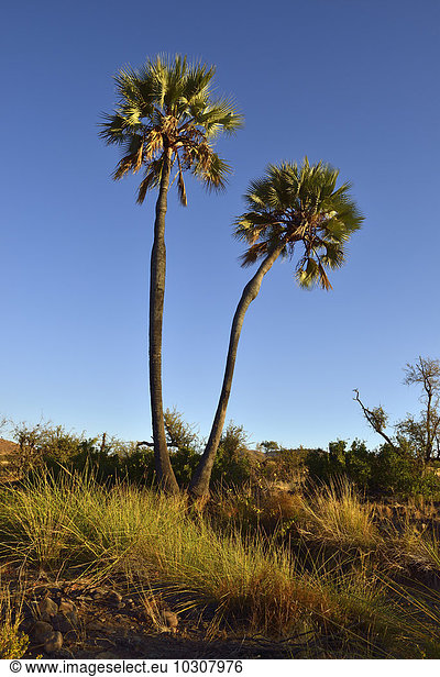 Namibia,  Kunene,  Damaraland,  Borassus aethiopum im Uniab Flusstal