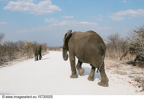 Namibia  Elefantenfamilie überquert unbefestigte Hauptstraße im Etoscha-Nationalpark auf der Suche nach Nahrung und Wasser mitten in der Dürre