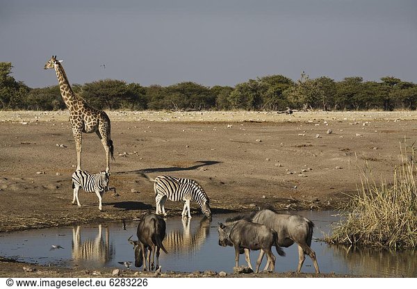Namibia Etoscha Wildpark Etosha Afrika