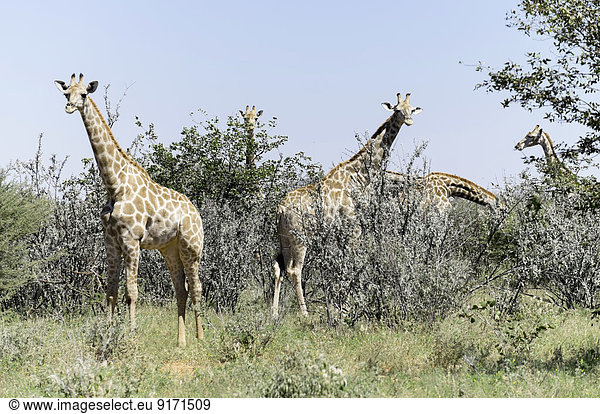 Namibia  Etosha National Park  Group of Giraffes
