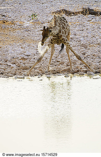 Namibia  Giraffe trinkt aus Wasserloch im Okaukuejo-Camp