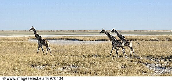 Namibia: Giraffen im Namutomi Camp in Etosha.