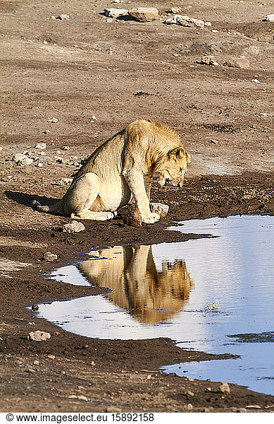 Namibia  Junger Löwe (Panthera leo) betrachtet sein eigenes Spiegelbild in einer Wasserpfütze