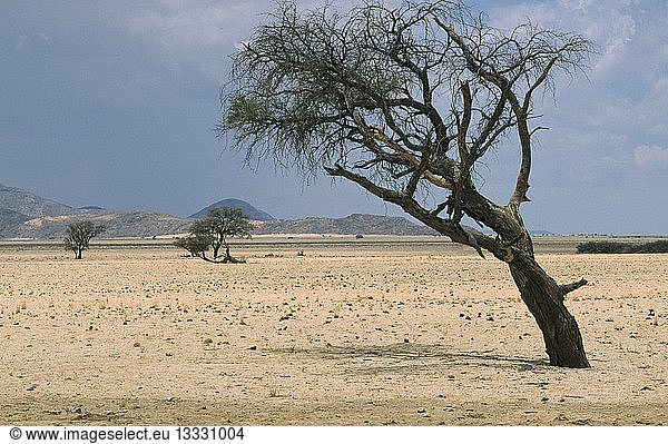 NAMIBIA Landscape Desert Wind bent Acacia trees in the semi desert and grassland