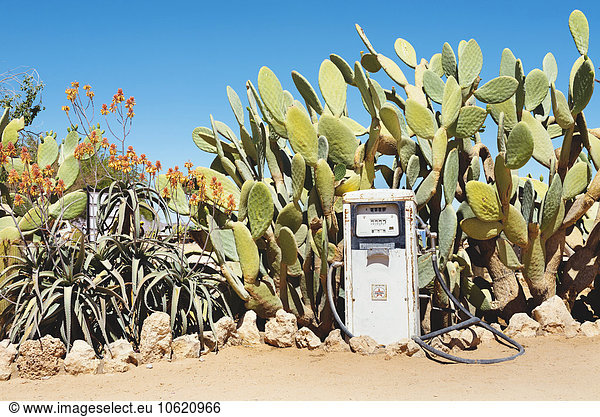 Namibia  Namib desert  Abandoned gas station surrounded by cacti in Solitaire