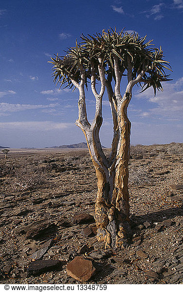 NAMIBIA Namib Desert Kokerboom or Quiver Tree that stores water in its fibrous trunk  standing alone in the desert landscape