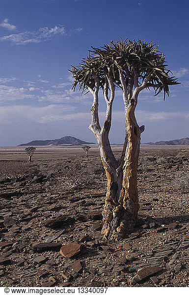 NAMIBIA Namib Desert Kokerboom or Quiver Tree that stores water in its thick fibrous trunk