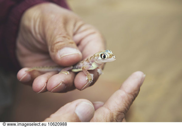 Namibia  Namib desert  Swakopmund  man's hand holding a Palmato Gecko