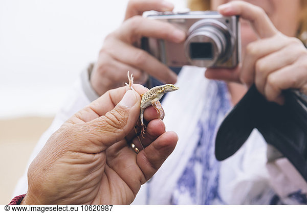 Namibia  Namib desert  Swakopmund  woman taking pictures of a Shovel-Snouted Lizard in the desert