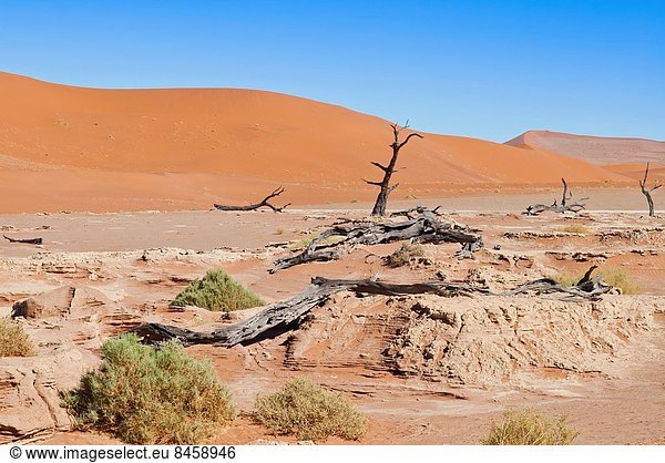 Namibia  Namib  Namib Naukluft Nationalpark  Afrika  Dead Vlei  Sossusvlei